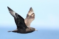 Pomarine Jaeger